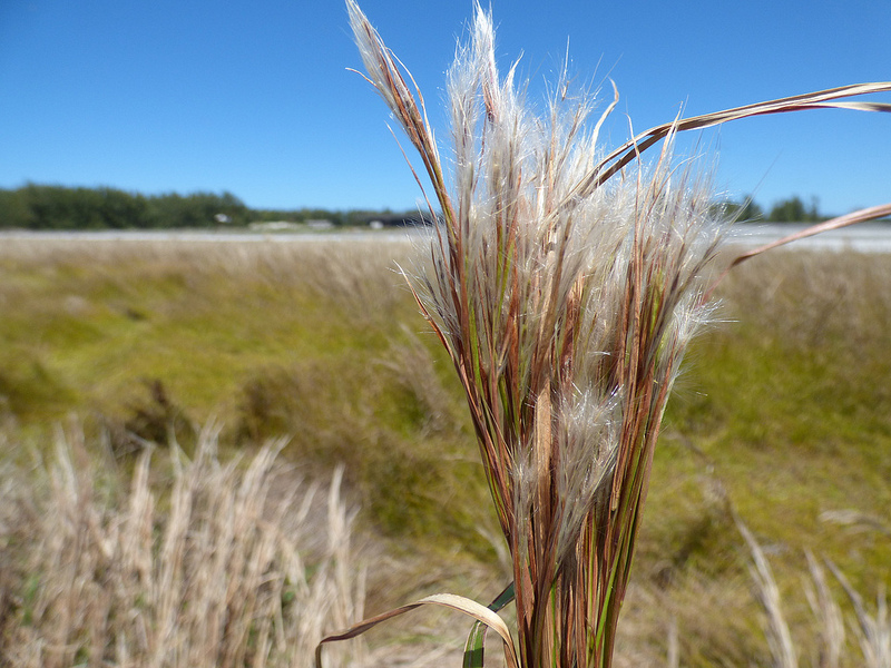 Andropogon glomeratus