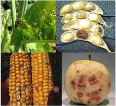 Feeding damage on a leaf, bean pods, corn, and fruit.