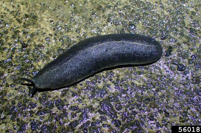 A wet black velvet leatherleaf slug on concrete.