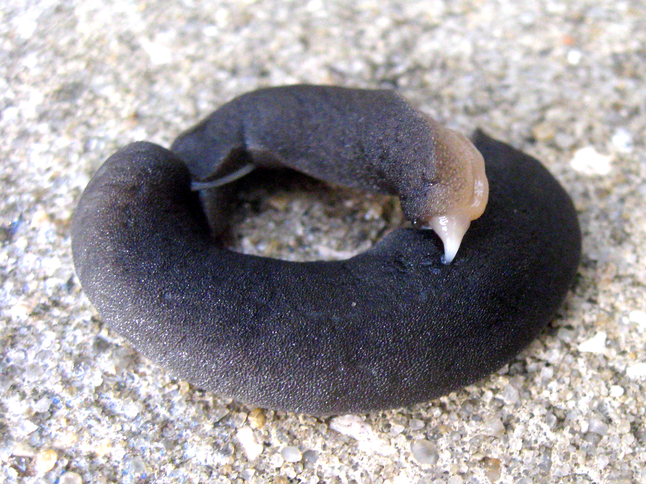Two black leatherleaf slugs curled up mating on concrete.