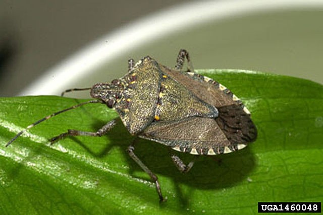 Adult brown marmorated stink bug on a leaf.