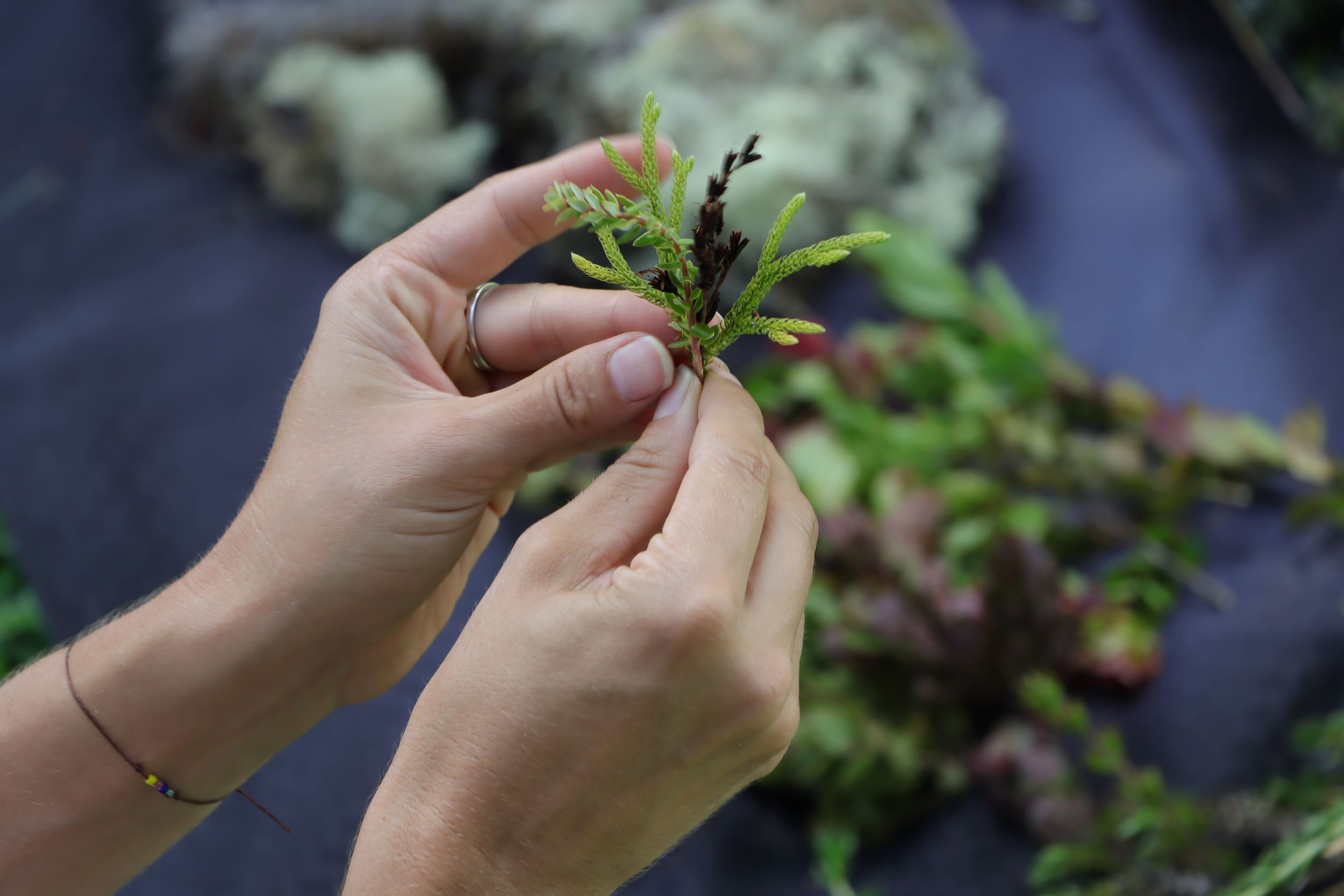 Closeup of hands holding a small fine bundle of different flora.