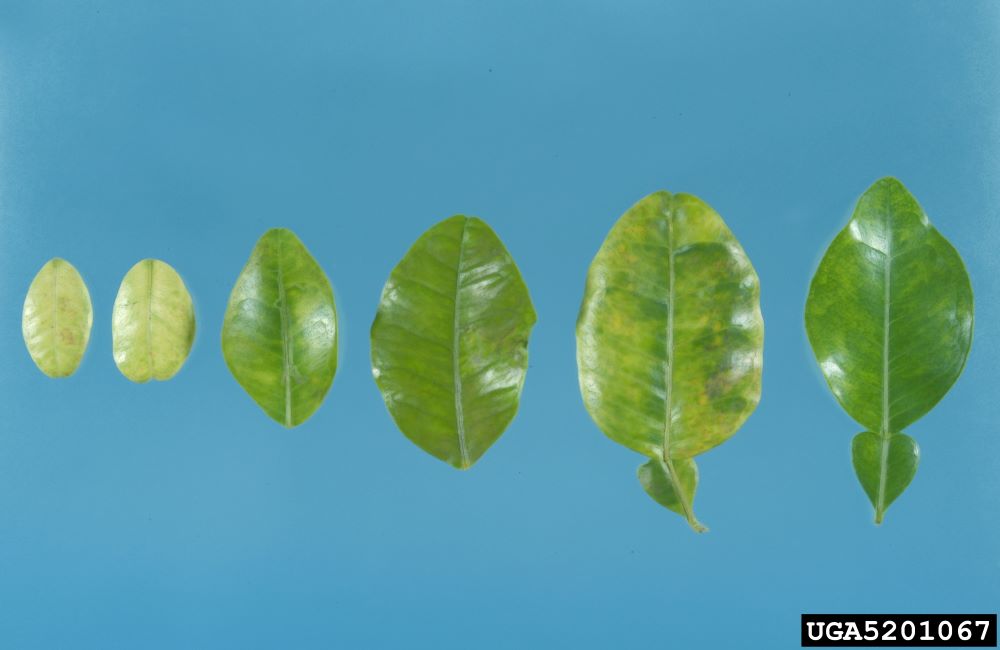 Individual citrus leaves lined up with asymmetrical blotchy leaf mottling.