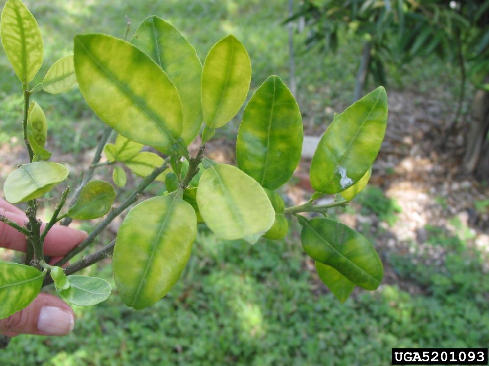 Citrus leaves on a branch with asymmetrical blotchy leaf mottling.