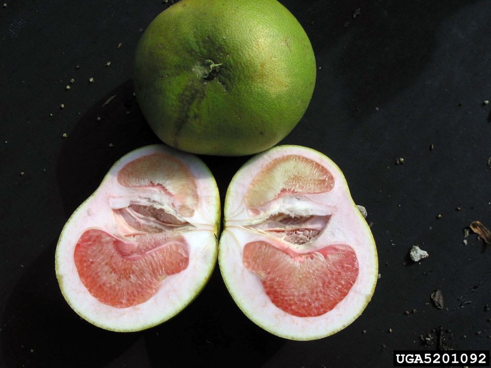 A green, mishapen citrus fruit cut in half infected with Citrus Greening.