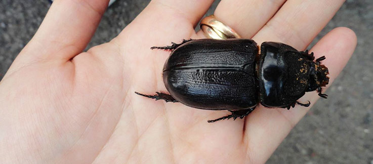 Adult Coconut rhinoceros beetle held on a hand.