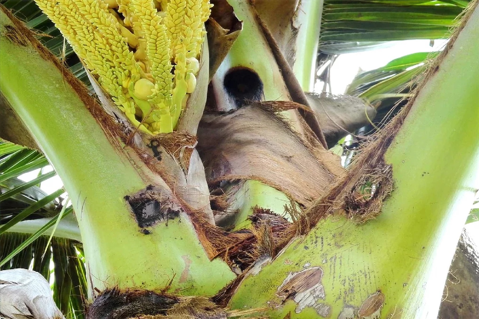 Base of palm fronds with borehole damage.