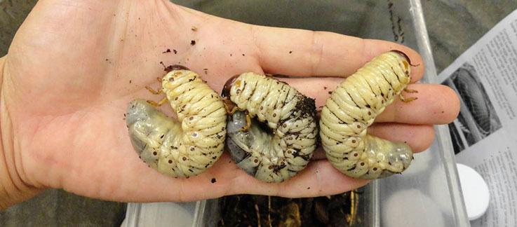 coconut rhinoceros beetle larvae
