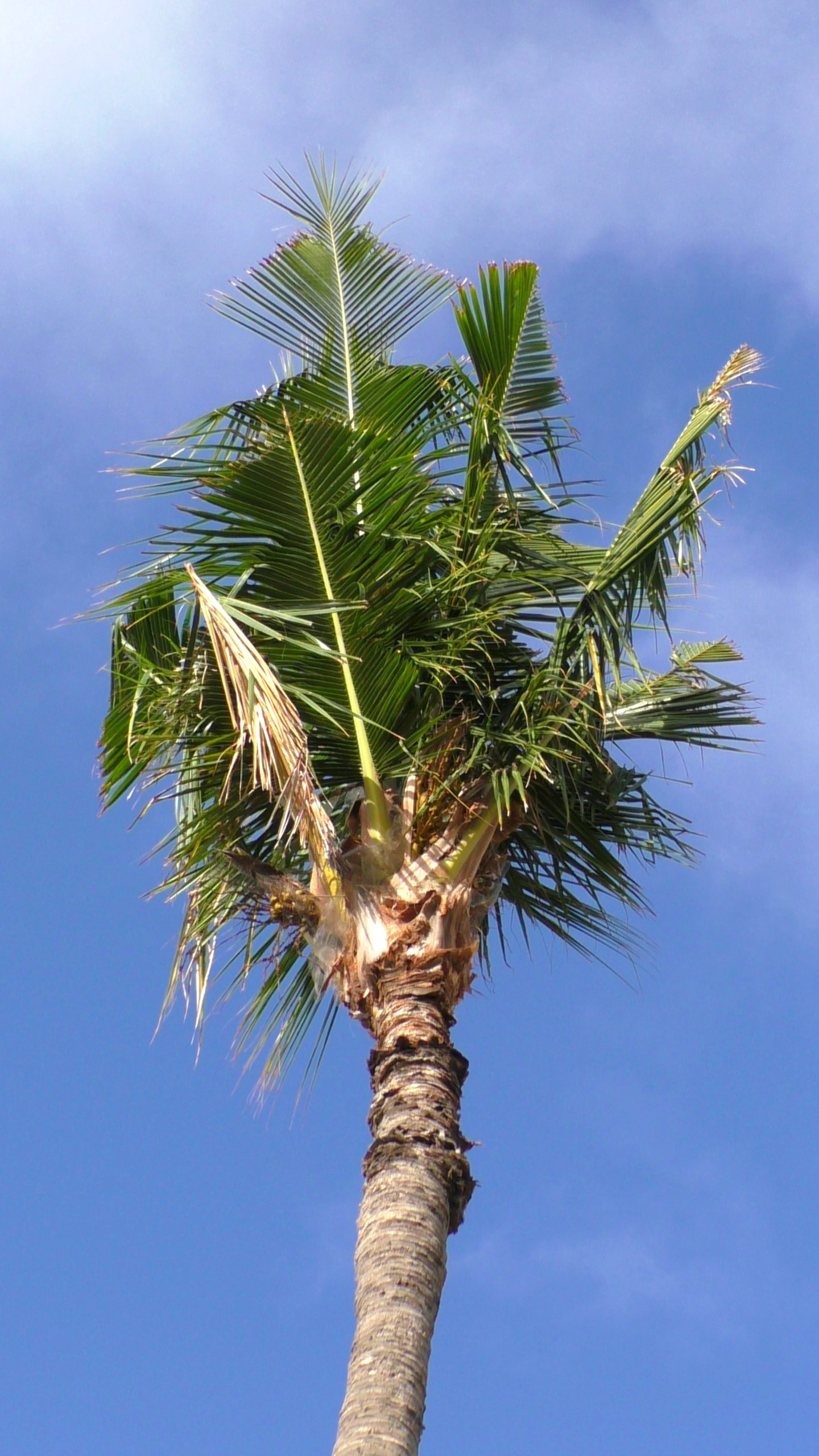 Crown of coconut palm with V-cut damage on palm fronds.