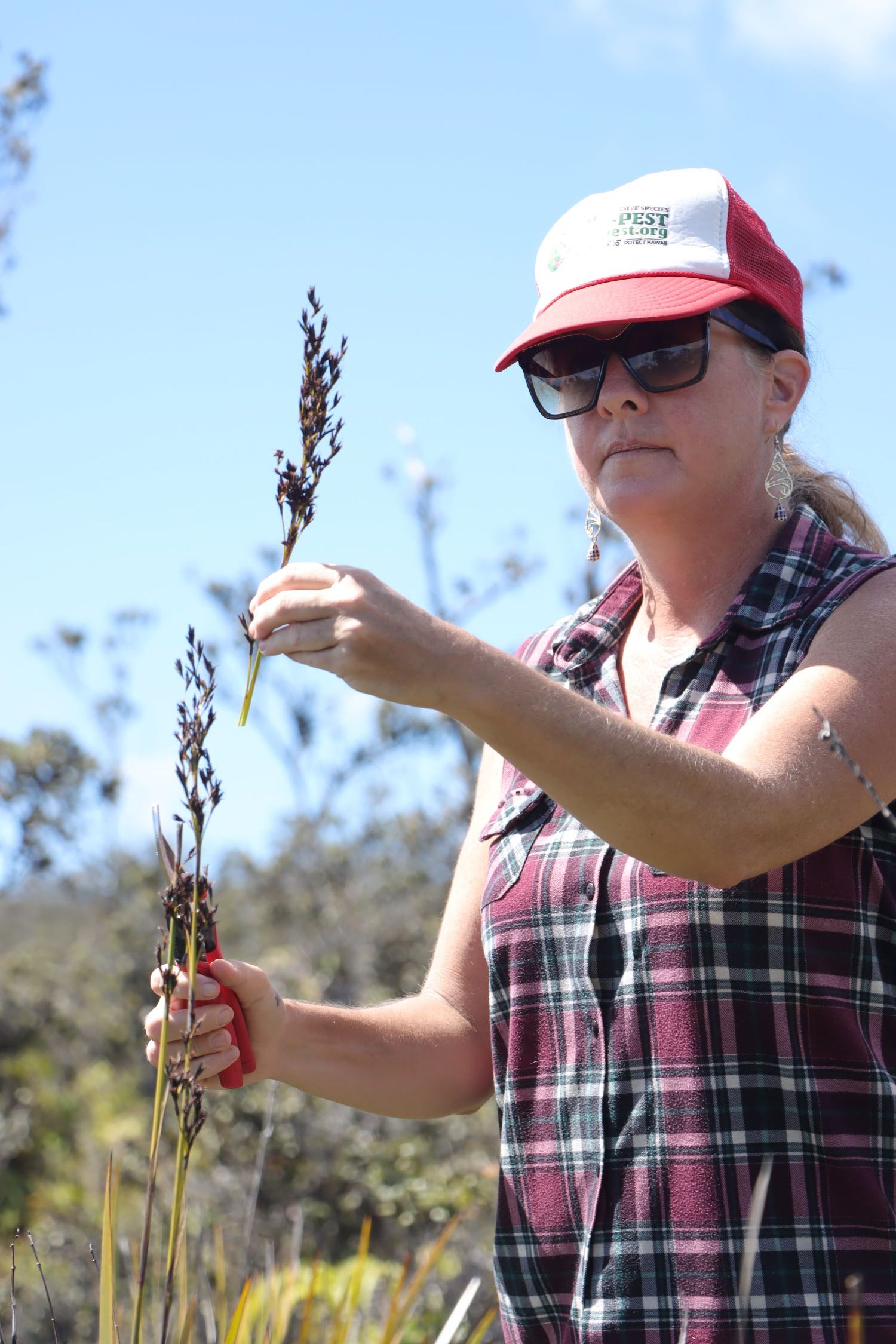 Molly Murphy holding a shears and a cut uki flowering head.