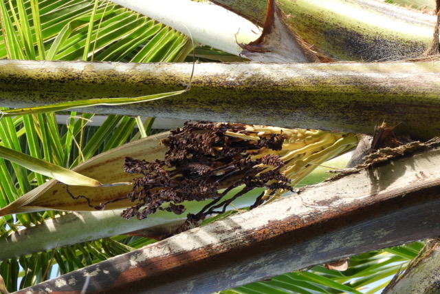 Close-up of a blackened, newly opened flowering shoot of a coconut palm.