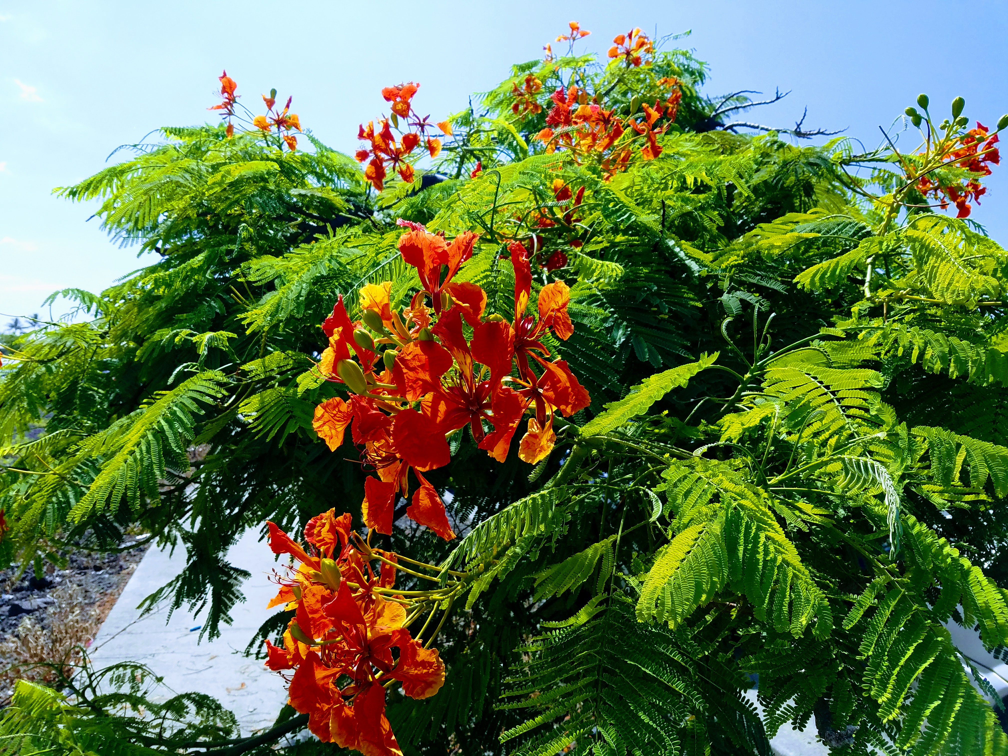 pono plant, invasive plant, red tree in bloom