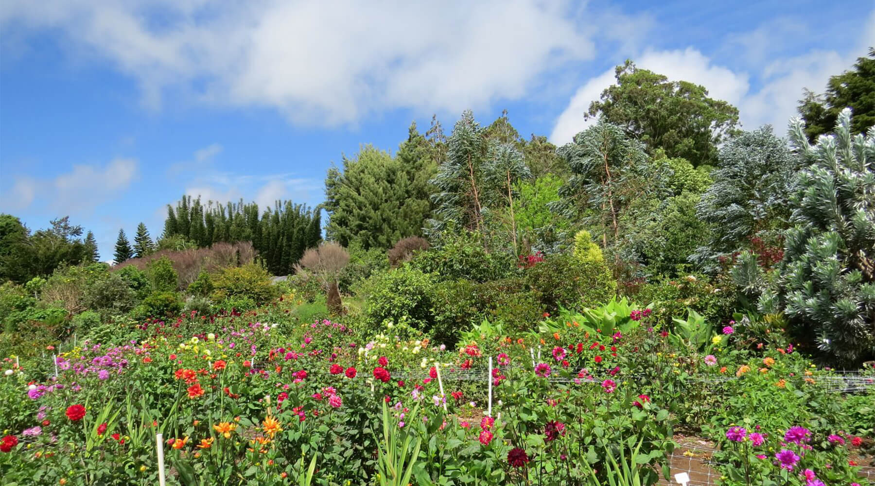 Plant nursery with forest and blue sky background