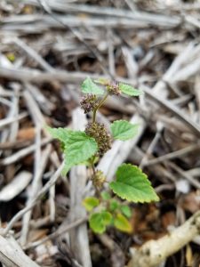 hairy crab weed