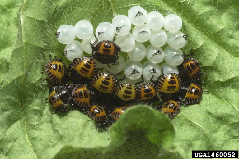 Newly hatched eggs and nymphs on a leaf.