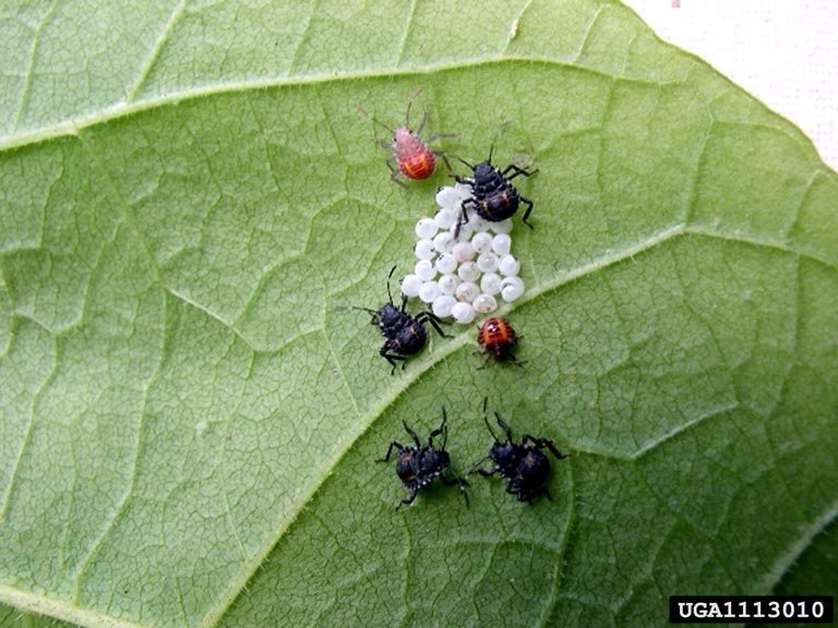 Adults, nymphs, and egss on a leaf.