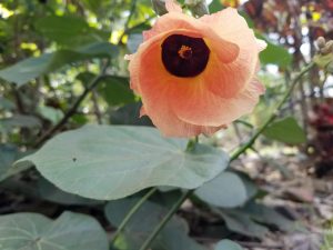 Hau flower