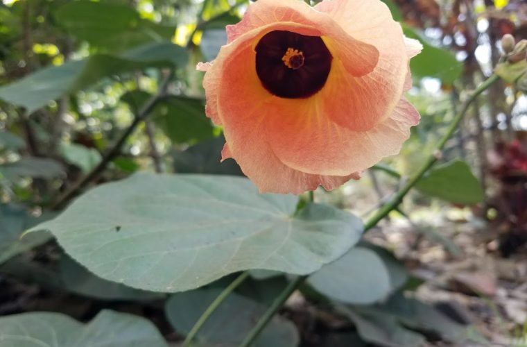 Hau flower