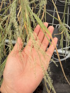 Hand holding up Panicum seed head with many light fluffy seeds. Background is grate shelf for plants.