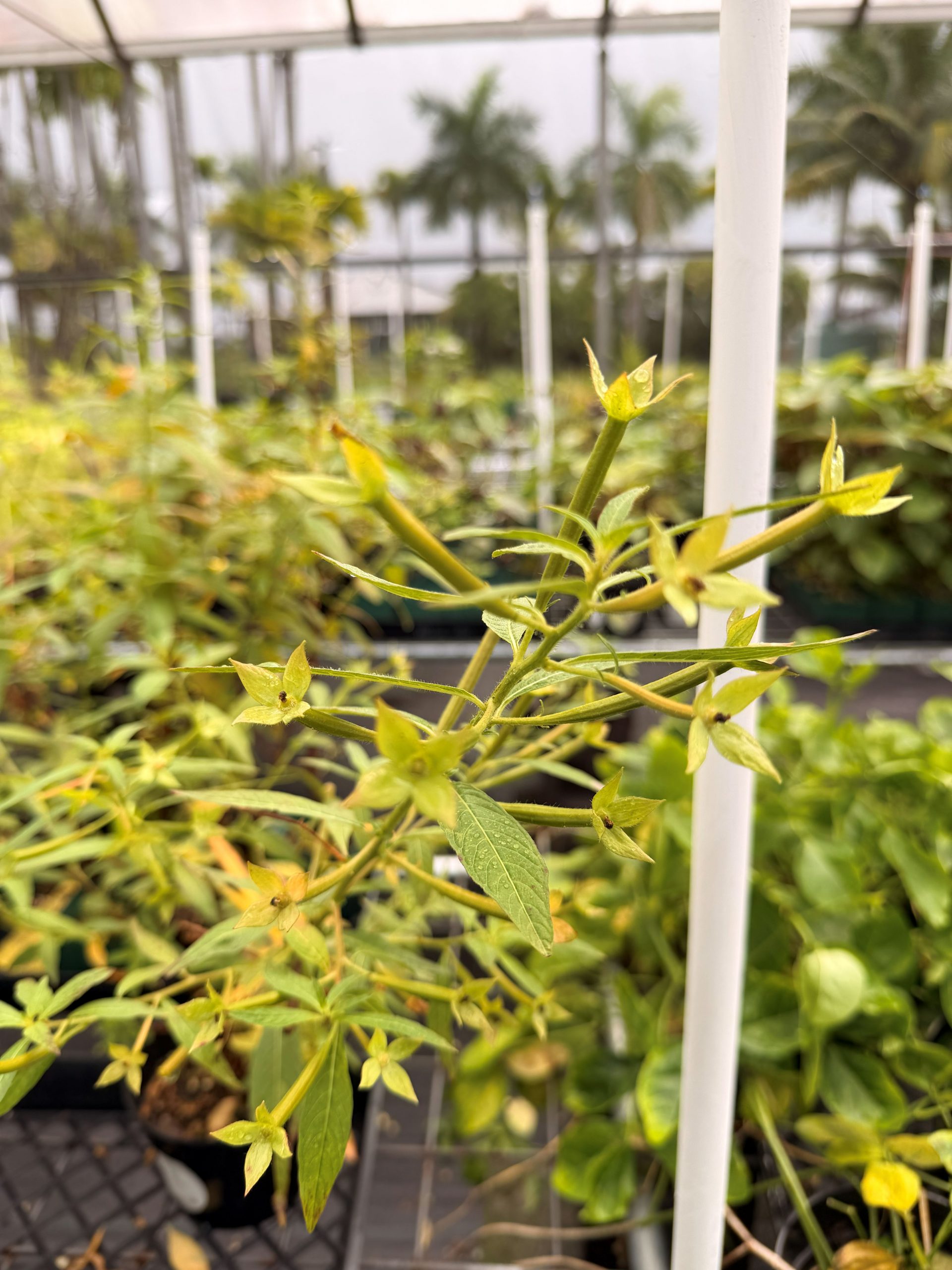 Closeup of kamole flowers, which have long tubular bases and 4 large sepals. Flowers emerge terminally and the slender leaves can be seen in the background.