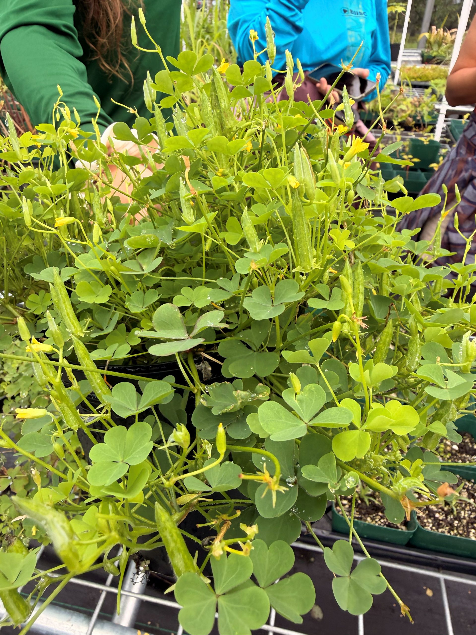 A potted ihi ai on a grate shelf. The plant is thriving with many clover-like leaves and tiny corn-like fruits with yellow flowers.