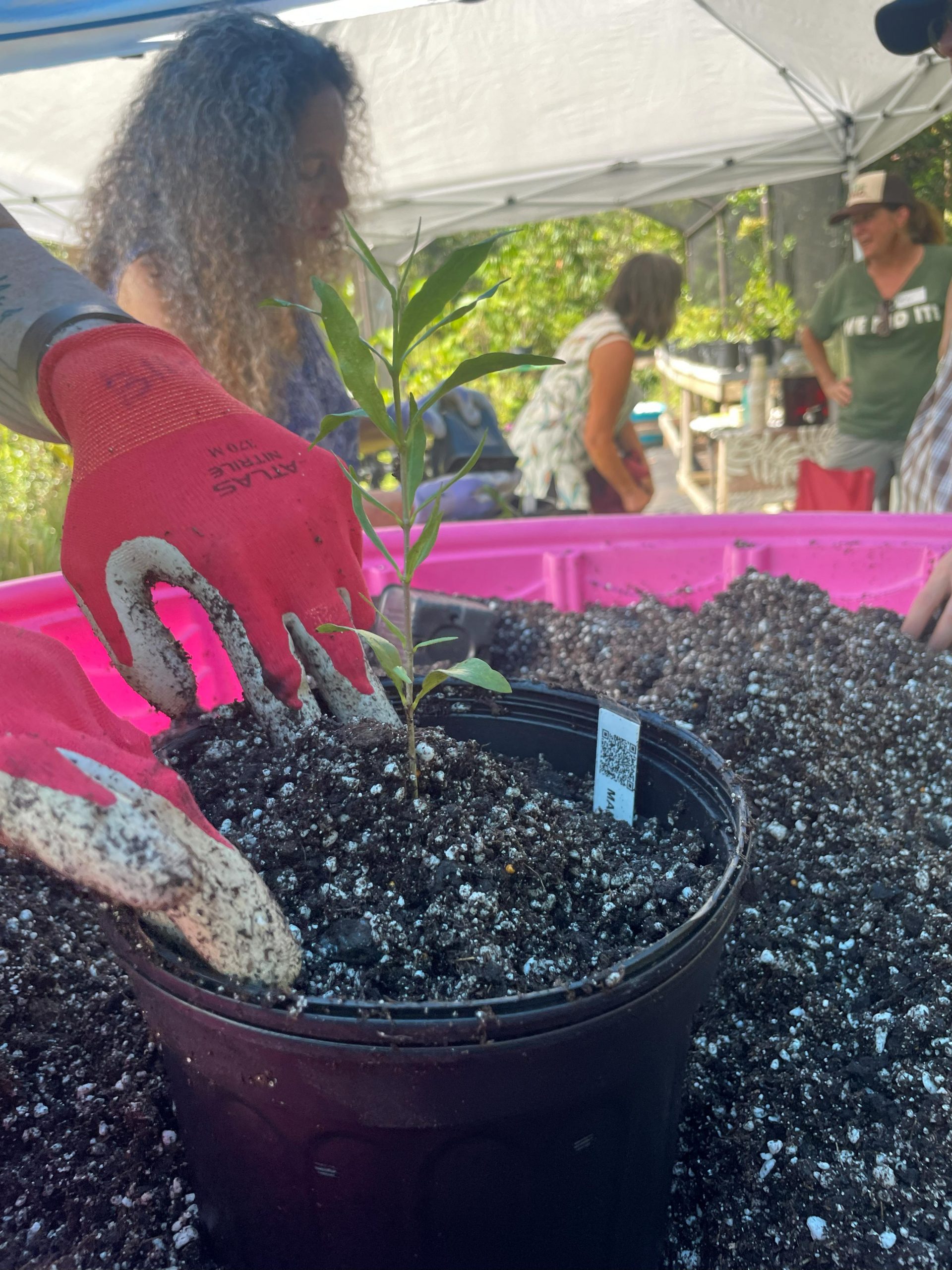 Person with gloves finishes potting up new maile seedling inside pink pool with soil. In background other people are talking under pop-up tents.