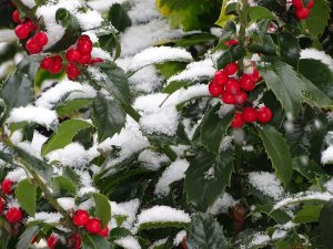 snow covered holly