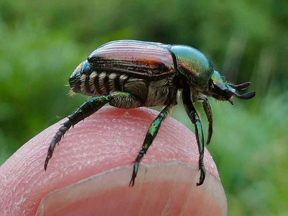 Adult Japanese Beetle perched on a thumb.
