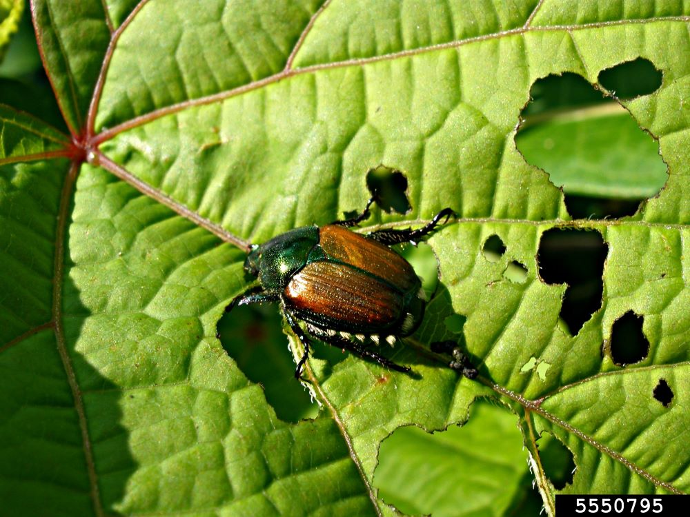 Adult Japanese beetle feeding on a plant leaf leaving chewing holes throughout the leaf.