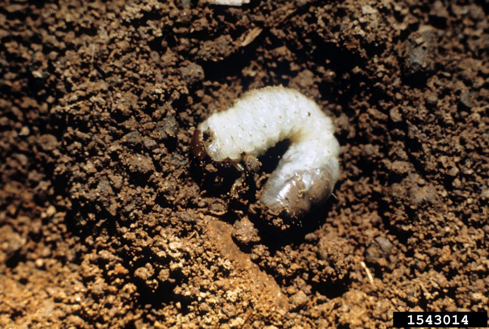 Japanese beetla larva on soil.