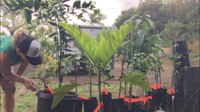 Aikane Nursery and Landscaping inspects all incoming plants for little fire ants and coqui frogs