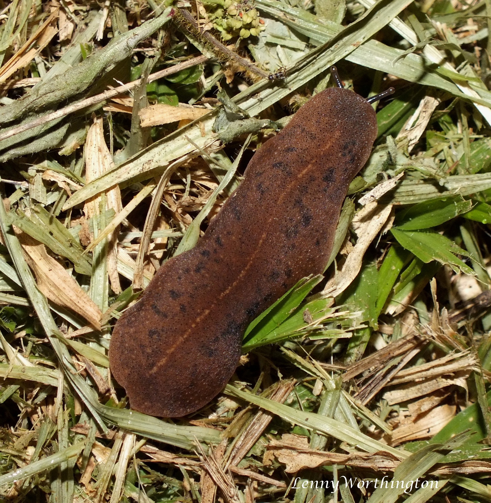 Adult tropical leatherleaf slug on grass.