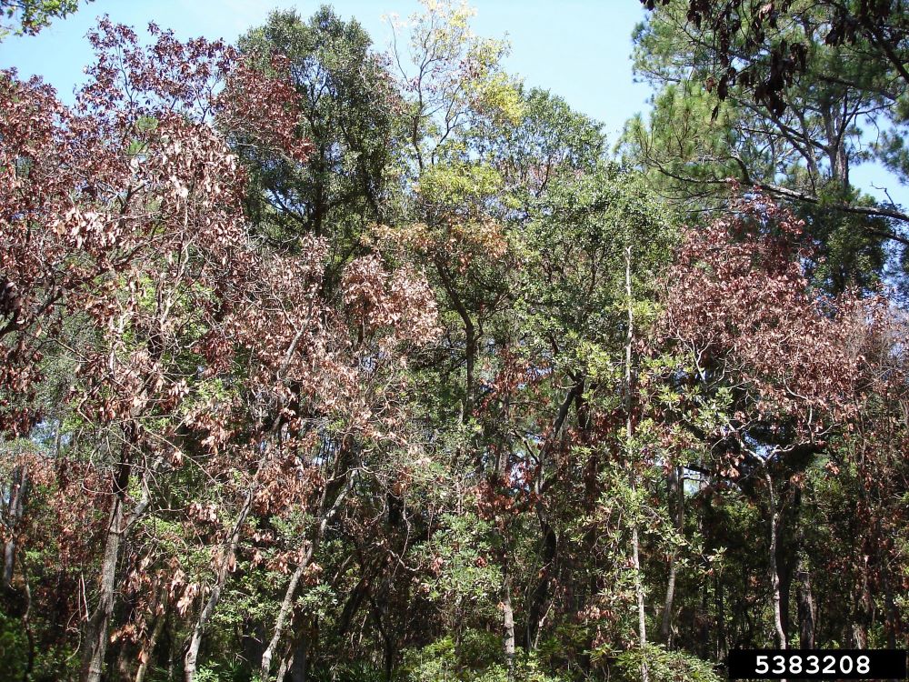 Trees with brown leaves infected with Laurel Wilt