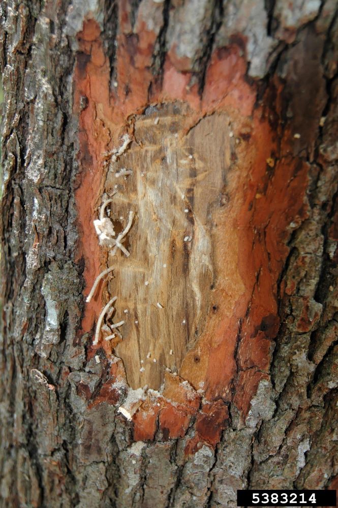 A patch of bark scraped off the trunk of a tree revealing white frass.