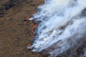 Wildfire burning through invasive grasses during Leilani Fire of 2022. Lots of white billowing smoke following the scorched areas.