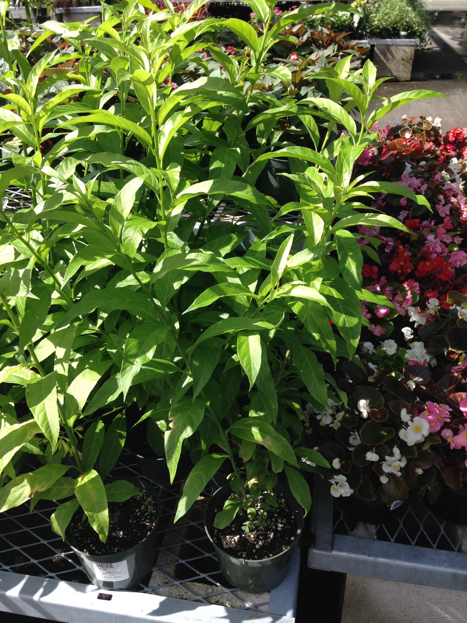 night smelling jasmine