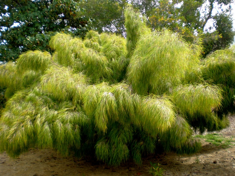 Guadua spp, thorny bamboo
