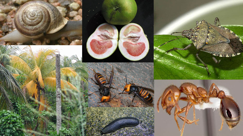 Collage of invasive pests to Hawaii