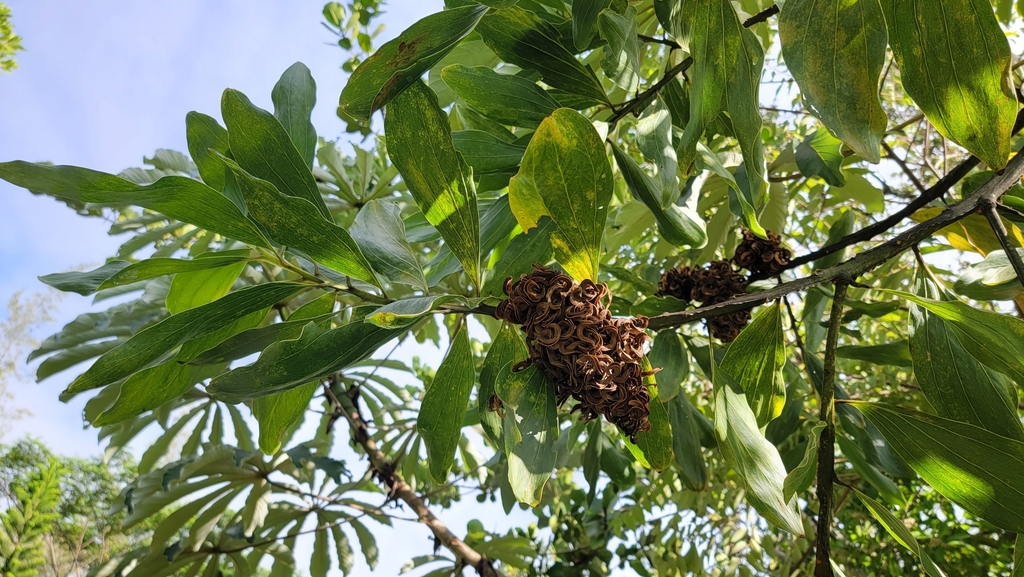 Acacia mangium