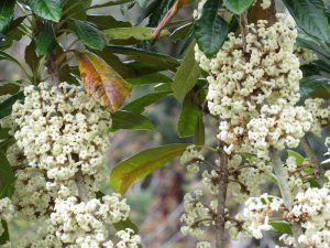 Hōʻawa bursts with sweet-smelling flowers