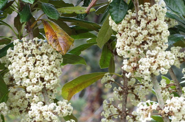 Pittosporum hosmeri hoawa