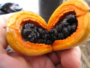 Hōʻawa fruits are a favorite food of the ʻalalā. 