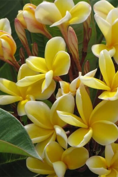 Yellow plumeria