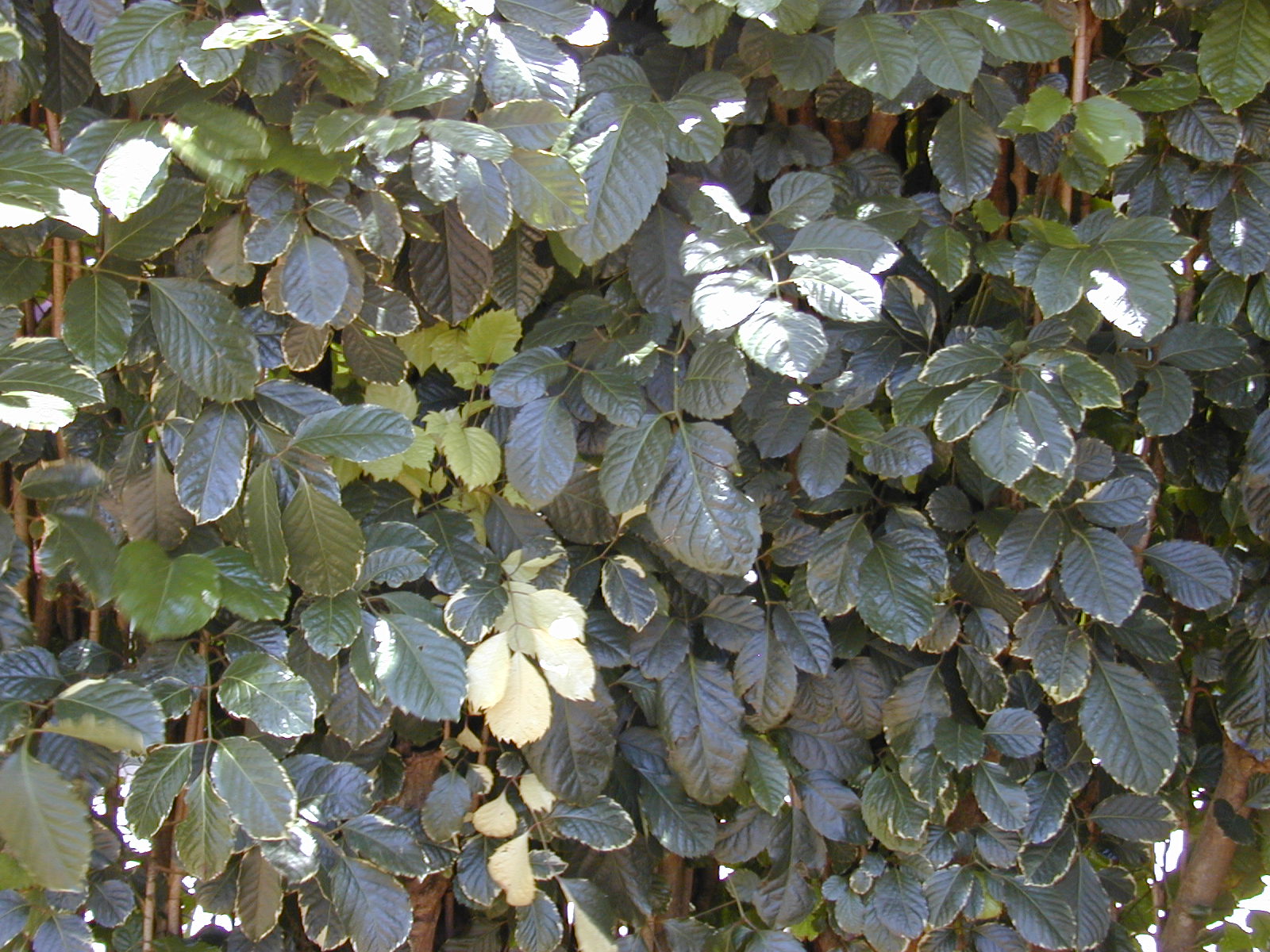 panax, living fence