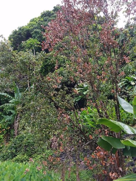 An ohia tree with its leaves brown.