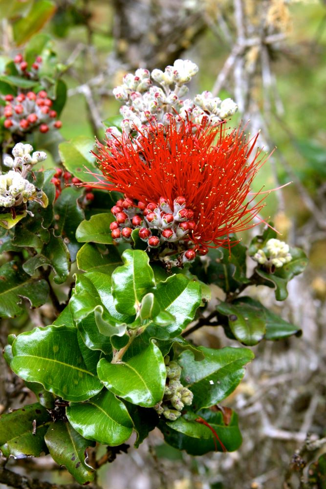 Close up of a red ohia flower on a tree.