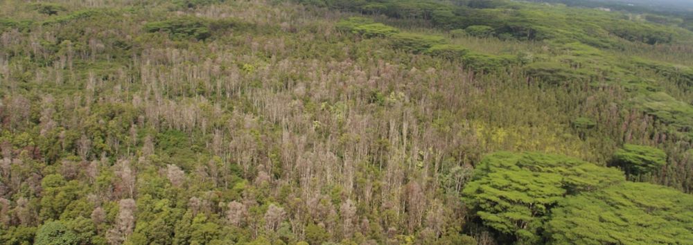 An aerial view of a forest with numerous dead ohia trees.