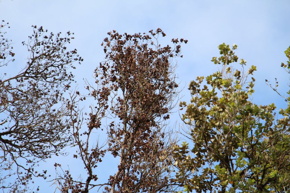 Ohia tree with brown leaves.