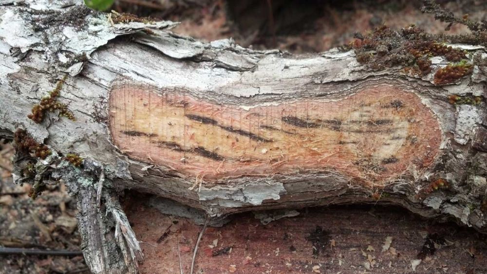 An ohia log with part of the bark removed to expose the dark staining of the sapwood.