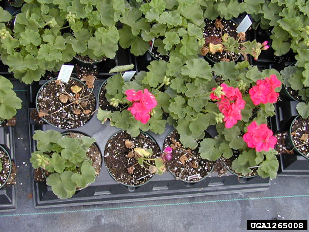 A nursery tray of healthy and wilted potted geranniums.